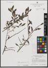 Foto von Salix waldsteiniana Willd.